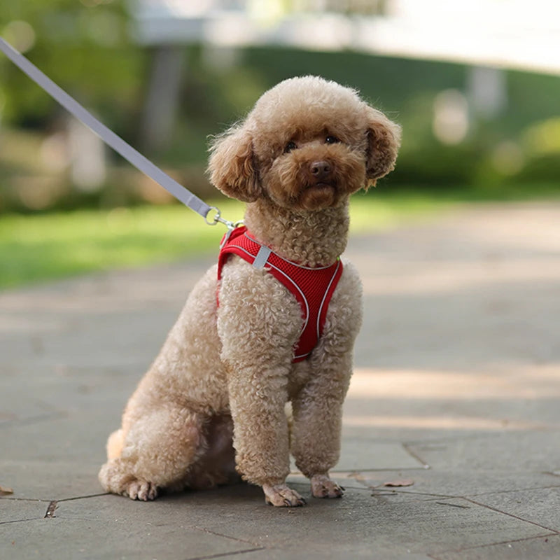 Ensemble Harnais et Laisse pour Petit Chien ou Chat – Harnais Réglable en Maille Respirante avec Liseré Réfléchissant Ma boutique