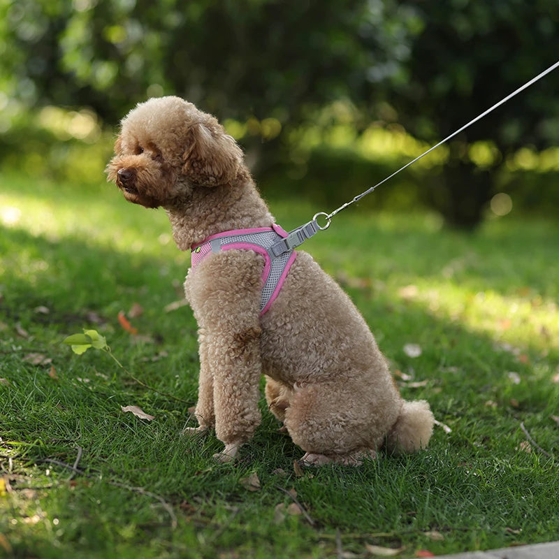 Ensemble Harnais et Laisse pour Petit Chien ou Chat – Harnais Réglable en Maille Respirante avec Liseré Réfléchissant Ma boutique