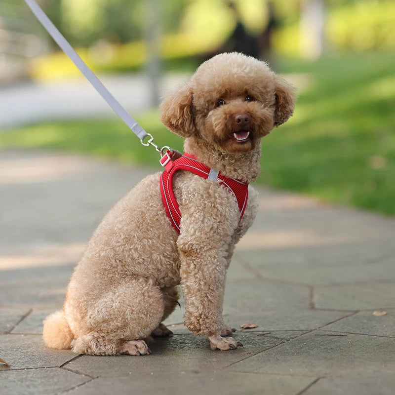 Ensemble Harnais et Laisse pour Petit Chien ou Chat – Harnais Réglable en Maille Respirante avec Liseré Réfléchissant Ma boutique