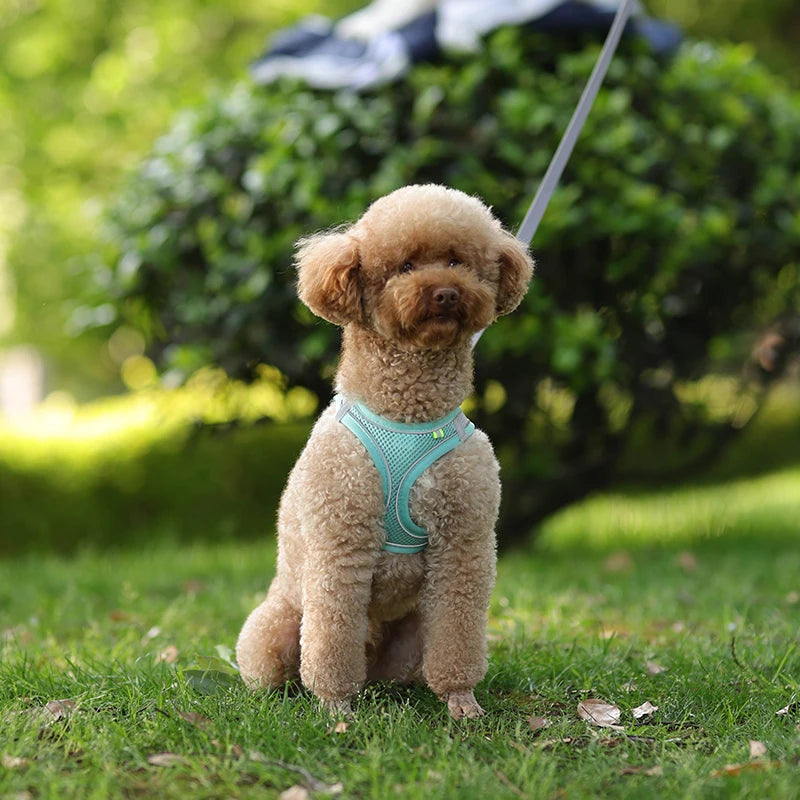 Ensemble Harnais et Laisse pour Petit Chien ou Chat – Harnais Réglable en Maille Respirante avec Liseré Réfléchissant Ma boutique