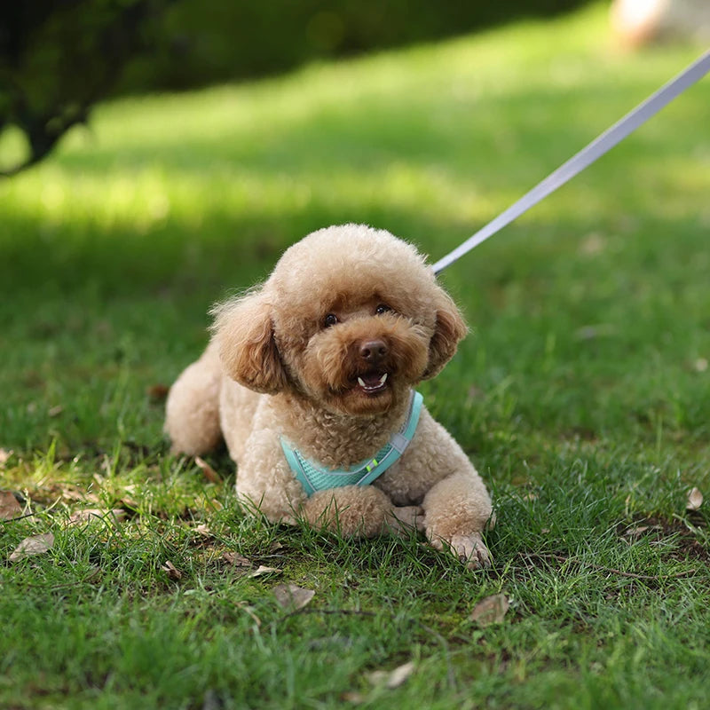 Ensemble Harnais et Laisse pour Petit Chien ou Chat – Harnais Réglable en Maille Respirante avec Liseré Réfléchissant Ma boutique