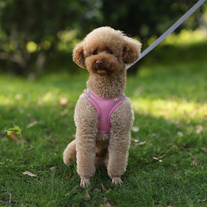 Ensemble Harnais et Laisse pour Petit Chien ou Chat – Harnais Réglable en Maille Respirante avec Liseré Réfléchissant Ma boutique