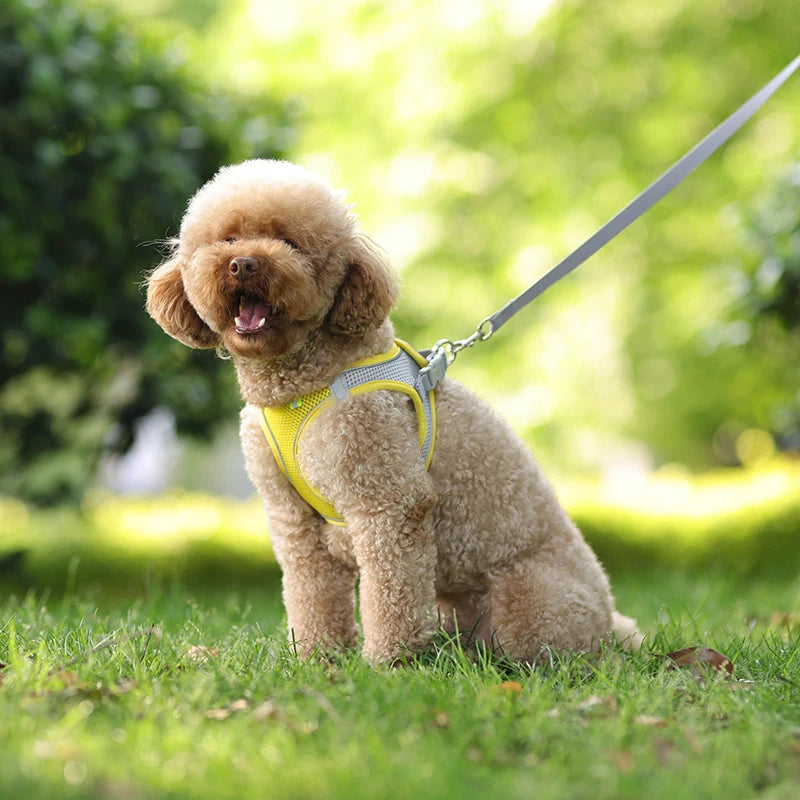 Ensemble Harnais et Laisse pour Petit Chien ou Chat – Harnais Réglable en Maille Respirante avec Liseré Réfléchissant Ma boutique