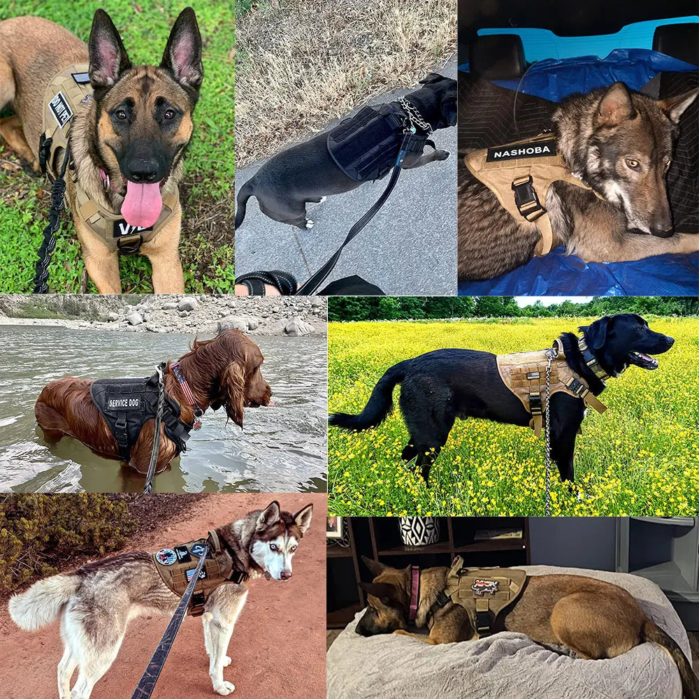 Harnais Tactique PETRAVEL pour Grand Chien – Ensemble Harnais + Collier + Laisse avec Système MOLLE Ma boutique