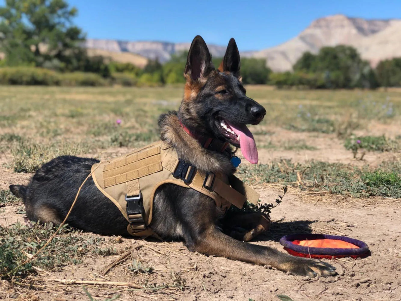 Harnais Tactique Militaire pour Grands Chiens – Harnais de Dressage Renforcé avec Poignée, Boucles Métalliques et Molle – Spécial Malinois, Berger Allemand, Bouledogue Français Ma boutique
