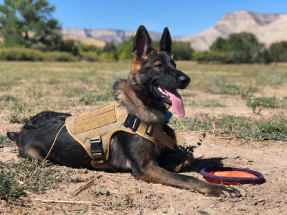 Harnais Tactique Militaire pour Grands Chiens – Harnais de Dressage Renforcé avec Poignée, Boucles Métalliques et Molle – Spécial Malinois, Berger Allemand, Bouledogue Français Ma boutique