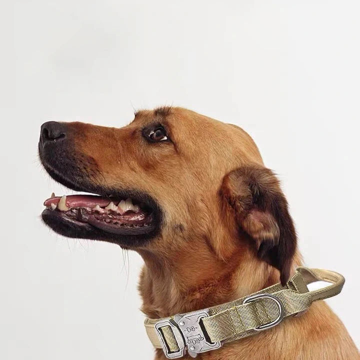 Ensemble Collier & Laisse pour Chien – Résistant, Réfléchissant et Confortable Ma boutique