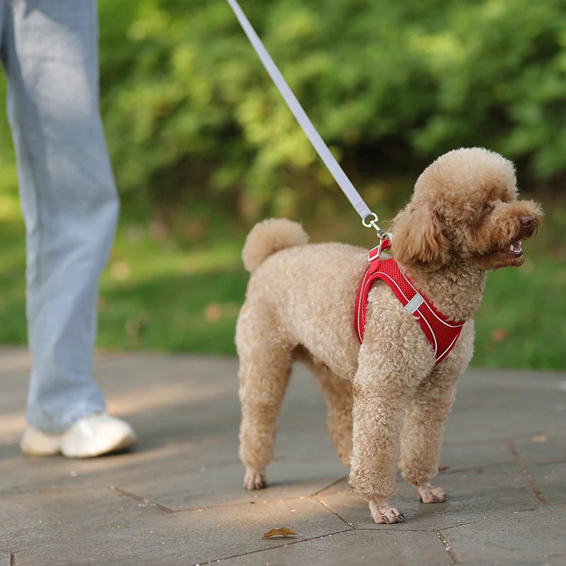 Ensemble Harnais et Laisse pour Petit Chien ou Chat – Harnais Réglable en Maille Respirante avec Liseré Réfléchissant Ma boutique