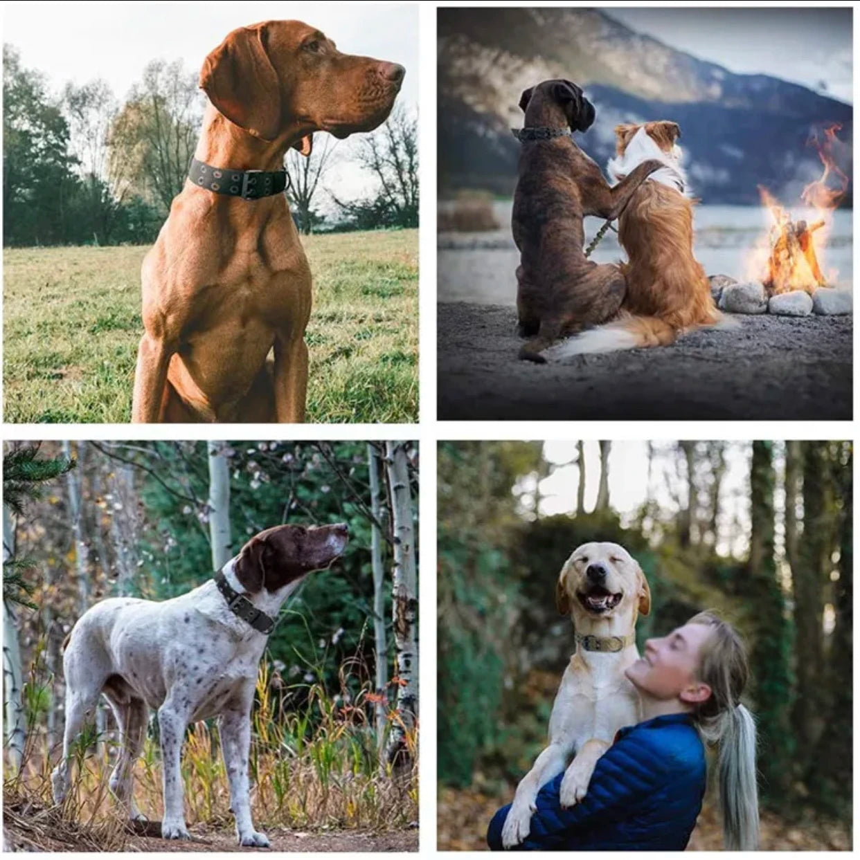 Collier Tactique Réglable pour Chien – Militaire, Entraînement & Sécurité | Nylon Résistant Ma boutique