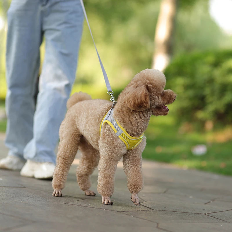 Ensemble Harnais et Laisse pour Petit Chien ou Chat – Harnais Réglable en Maille Respirante avec Liseré Réfléchissant Ma boutique