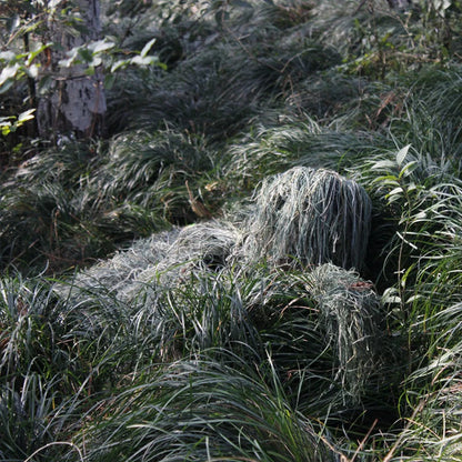Ensemble 5 pièces Ghillie Suit Camouflage Woodland – Veste, Pantalon, Capuche, Housse de Fusil et Sac de Transport - BLACKBEARD OUTDOOR INDUSTRIES