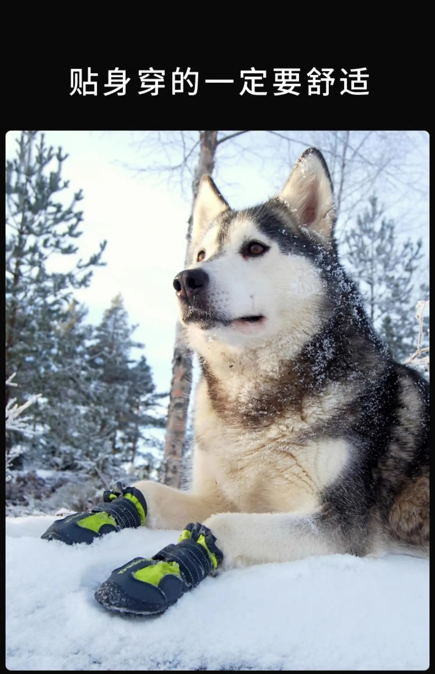 Bottes d’Hiver Antidérapantes pour Chiens – Truelove Ma boutique