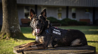 Harnais Tactique PETRAVEL pour Grand Chien – Ensemble Harnais + Collier + Laisse avec Système MOLLE Ma boutique