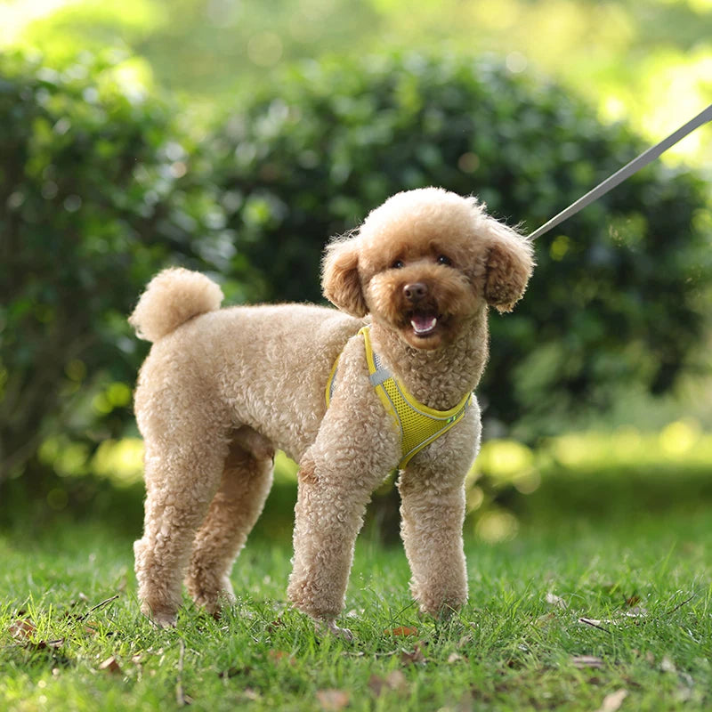 Ensemble Harnais et Laisse pour Petit Chien ou Chat – Harnais Réglable en Maille Respirante avec Liseré Réfléchissant Ma boutique