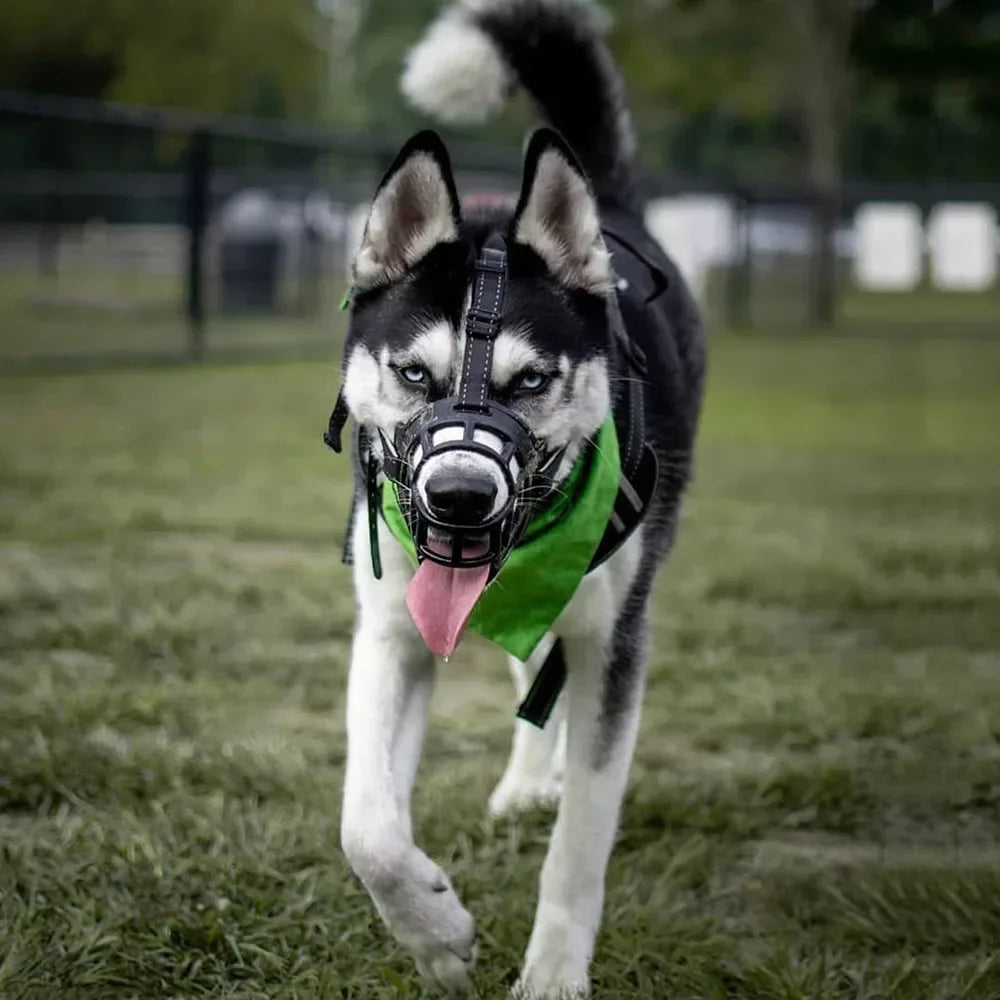 Muselière Souple Type Panier – Anti-Morsure et Anti-Mastication | Pour Labrador, Berger Allemand, Bouledogue Français Ma boutique